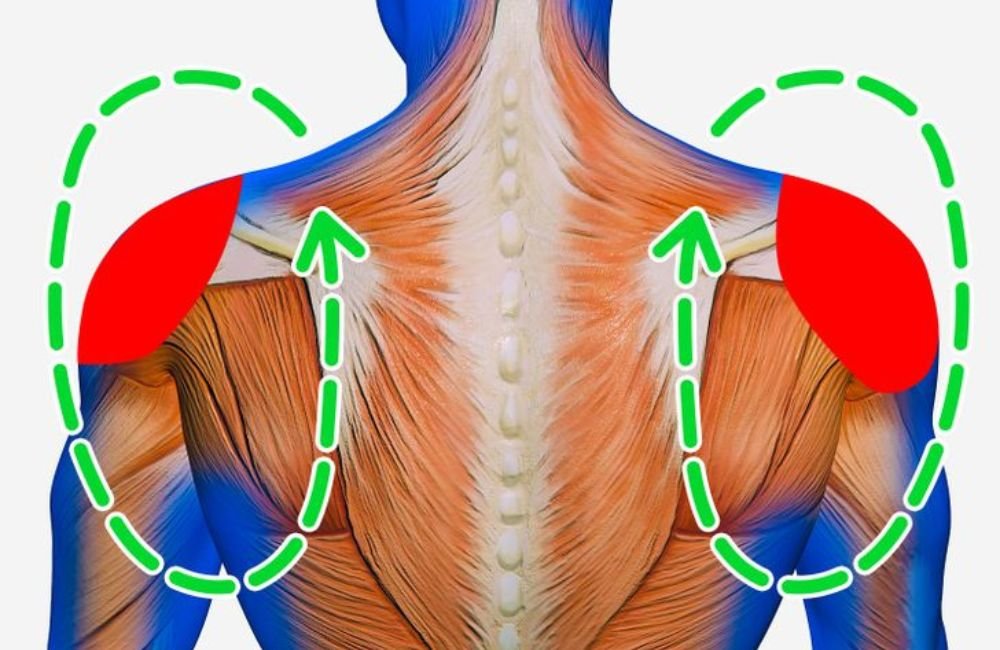 Forward and Backward Shoulder Rolls